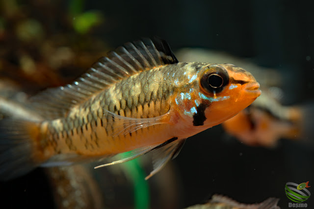 F1 Apistogramma sp. mitu( A. sp. rio vaupes)