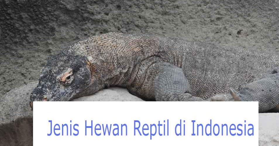 10 Jenis Hewan Reptil di Indonesia  dan Penjelasannya 
