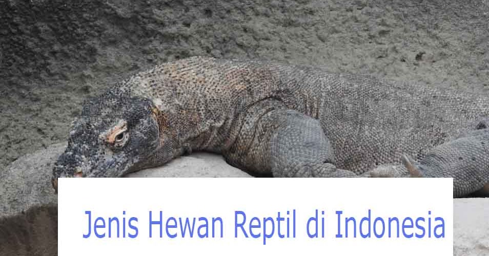 10 Jenis Hewan Reptil Di Indonesia Dan Penjelasannya Hewan Reptil 10 Jenis Hewan Reptil Di Indonesia Dan Penjelasannya Hewan Reptil