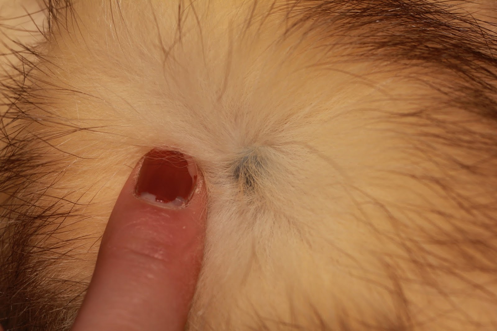 A Blog of all things Kathy: Ferrets with lumps on