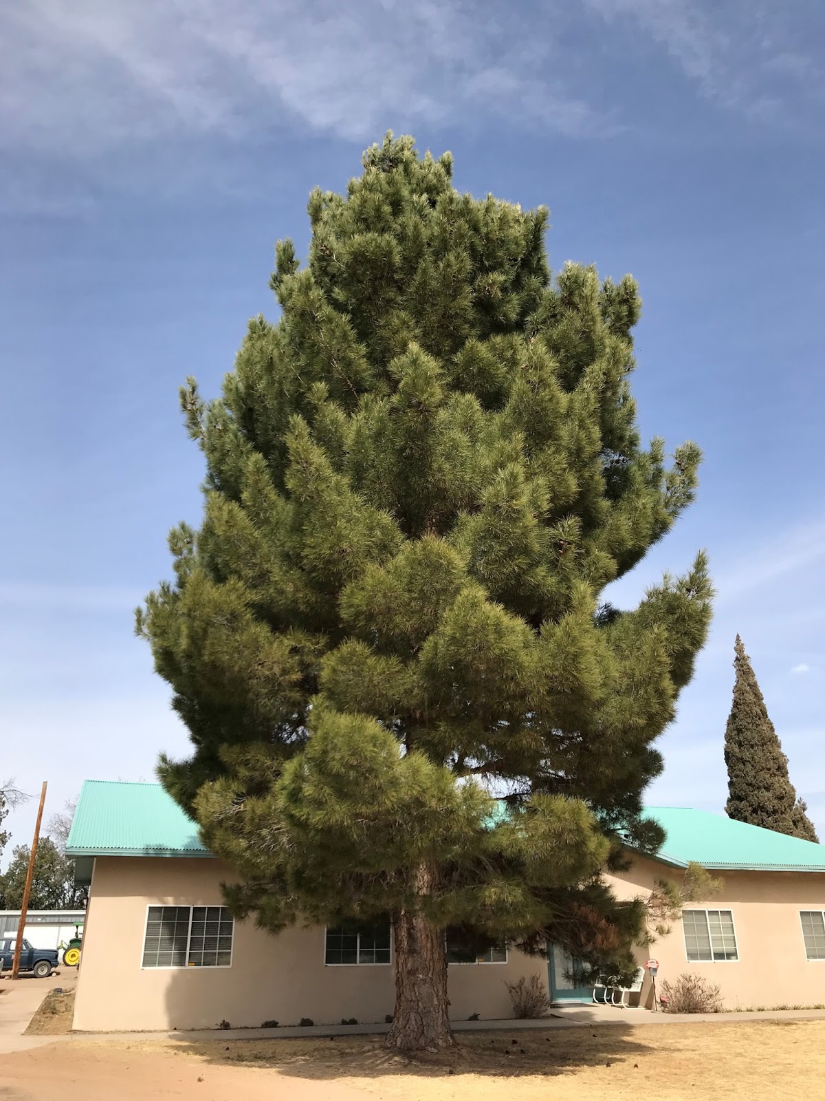Pinus Roxburghii Wikipedia