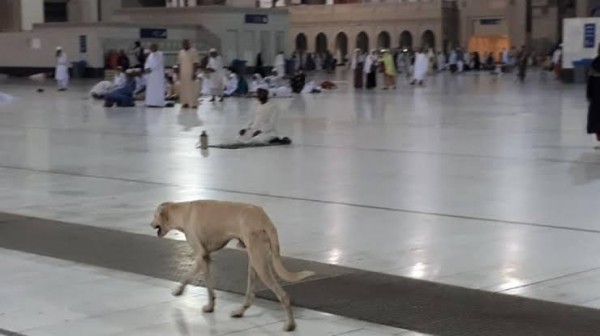 Meski Najis, Tanah Suci Makkah Juga Dipenuhi Anjing Liar