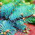 Fir tree: What are the Fir tree uses and benefits
