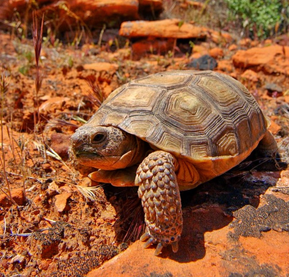 Отряд средиземноморской черепахи. Сухопутные черепахи пустынные. Gopherus agassizii. Марокканские Черепашата. Фернандийская черепаха.