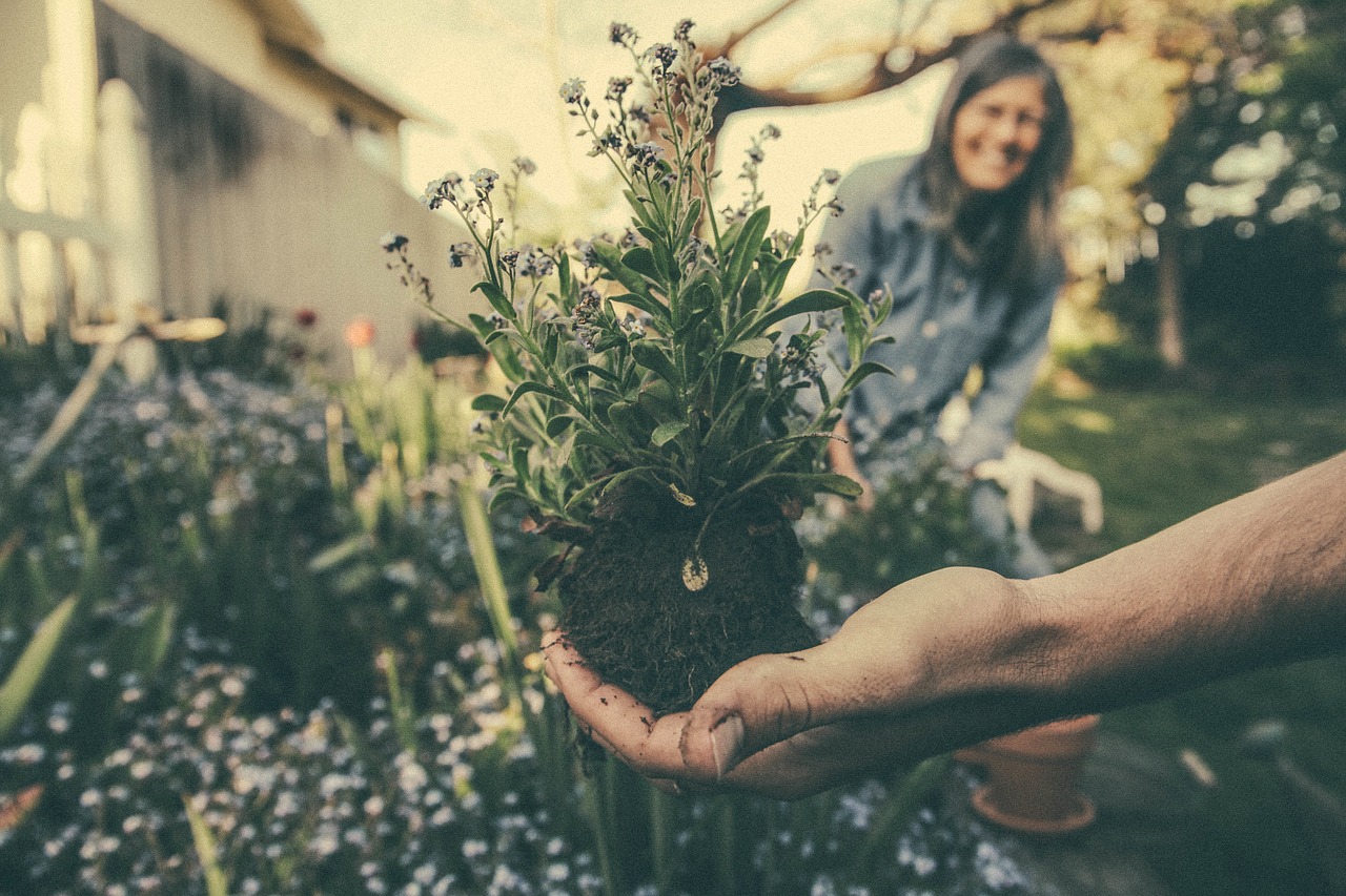 Beginner’s Guide to Gardening