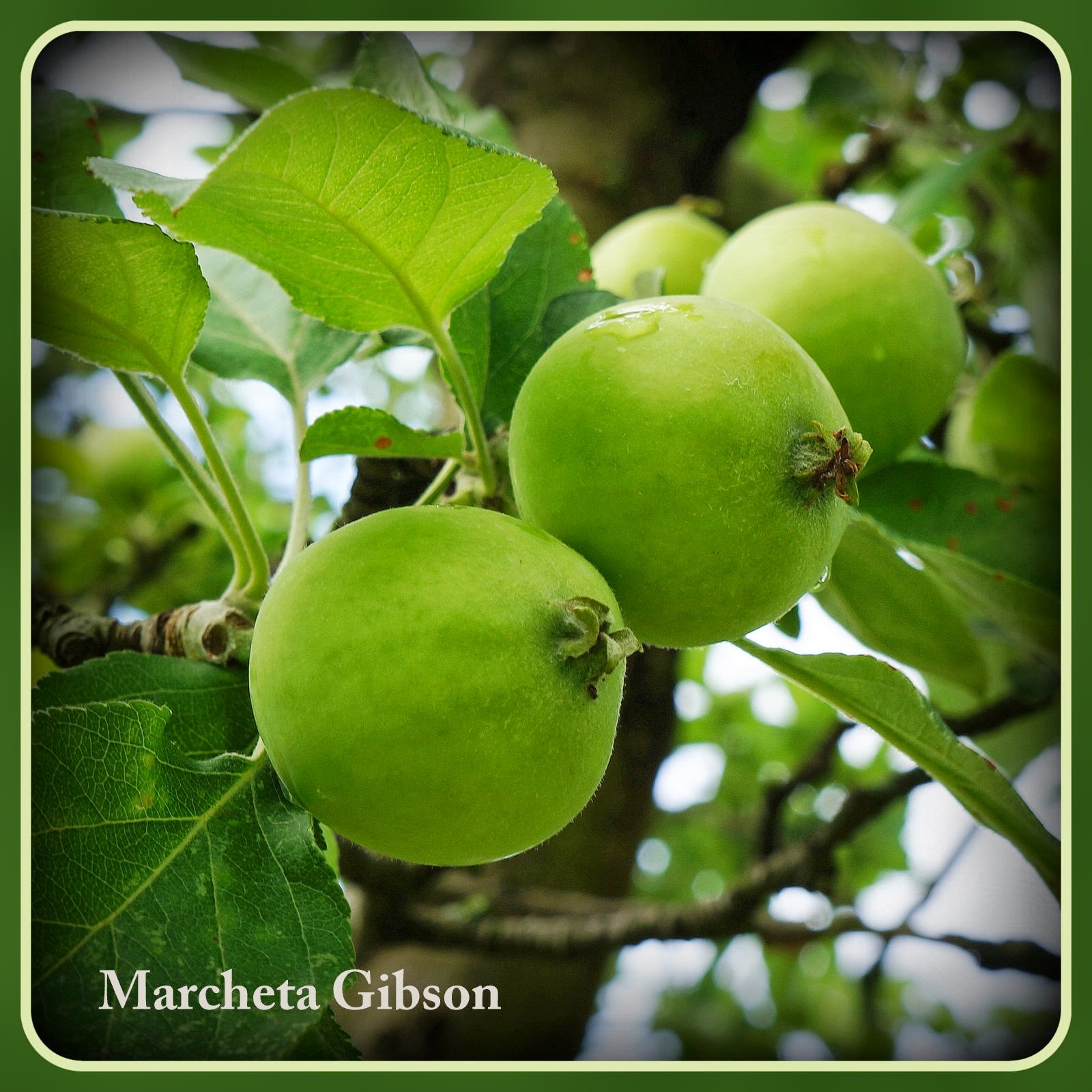 Ohio Country Journal Little Green Apples