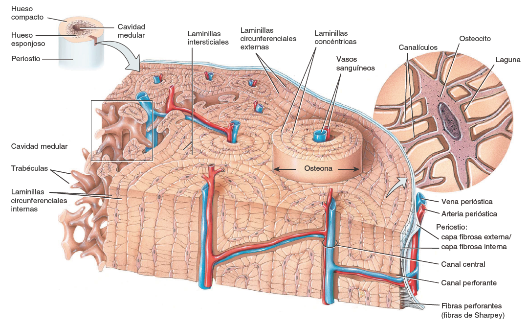 Tejido Óseo Biopsicosalud