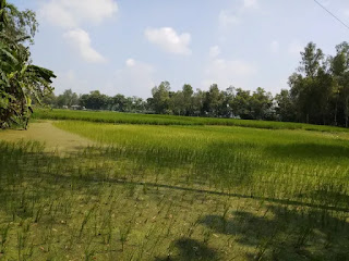 Village crop field pictures in Bangladesh Village crop field pictures in Bangladesh
