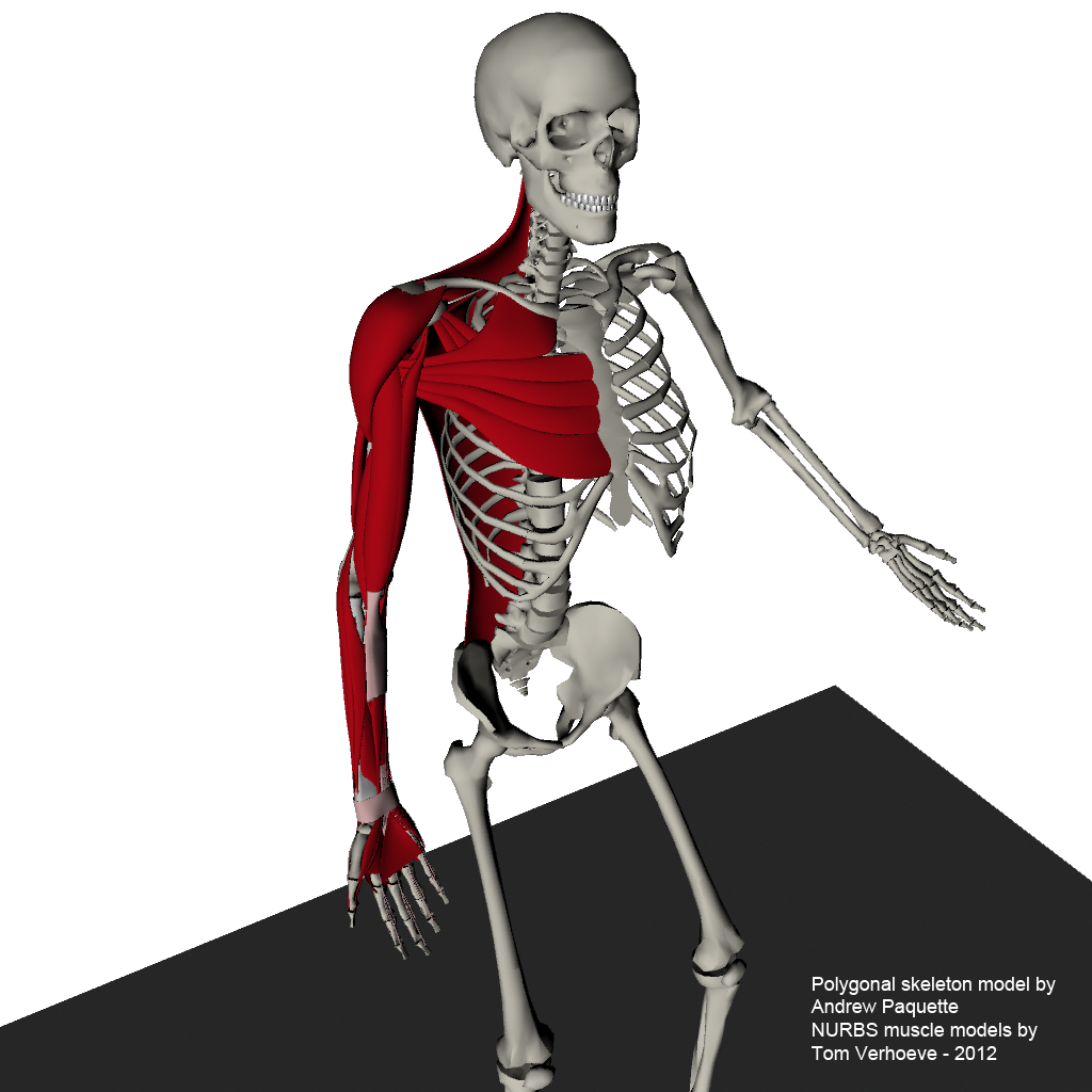 человек анатомический скелет манекен. анатомический манекен скелета. скелет человека манекен. скелет человека моделька. макет "скелет человека" 85см.
