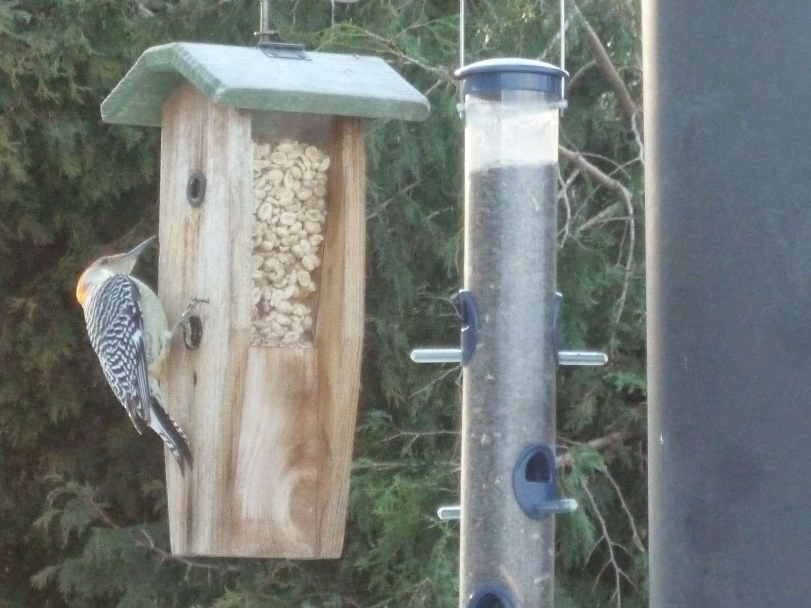 South Burlington birds Birds at peanut feederphotos South