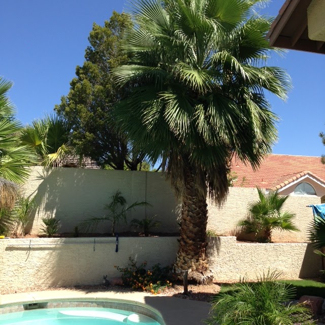 Xtremehorticulture of the Desert Palm Roots Less Likely to Damage