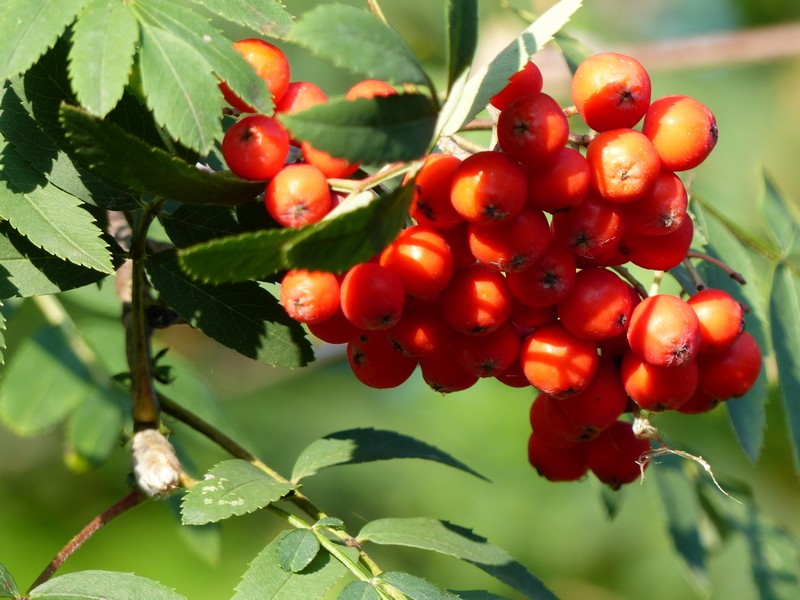 Faaxaal Photos nature gratuites et libres de droits Sorbe Fruit du Sorbier Sorbus Pome Faaxaal Photos nature gratuites et libres de droits Sorbe Fruit du Sorbier Sorbus Pome