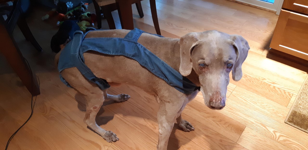 The OnLine Buzzletter Best reusable Dog Diapers and How to Make it