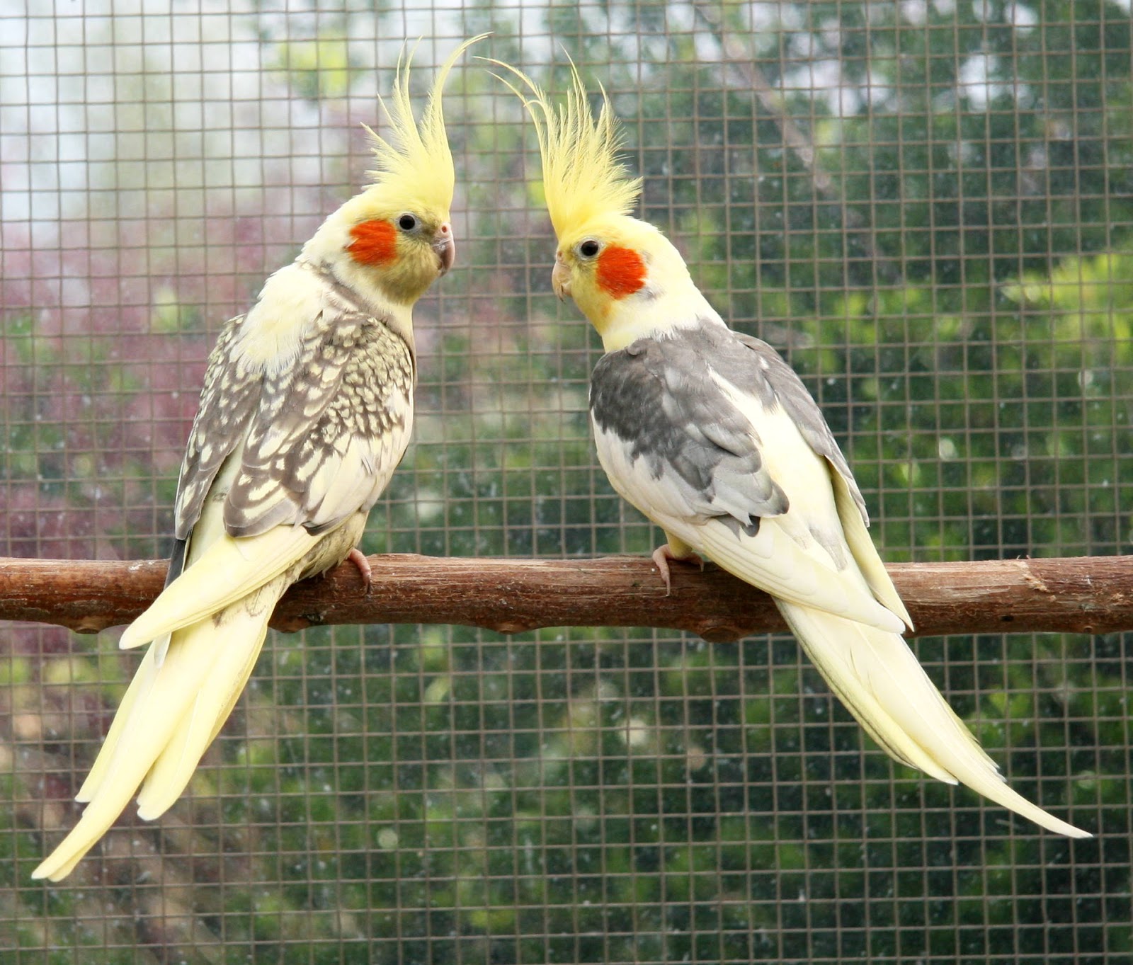 CRIAÇÃO DE ANIMAIS: Criação de Calopsita (NYMPHICUS HOLLANDICUS)