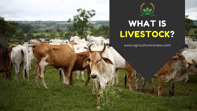 What is livestock