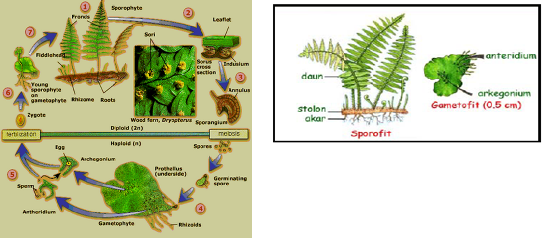 Чем представлен гаметофит и спорофит у водорослей. Селагинелла спорофит. Изоспора это в ботанике. Спорофит Пальма.