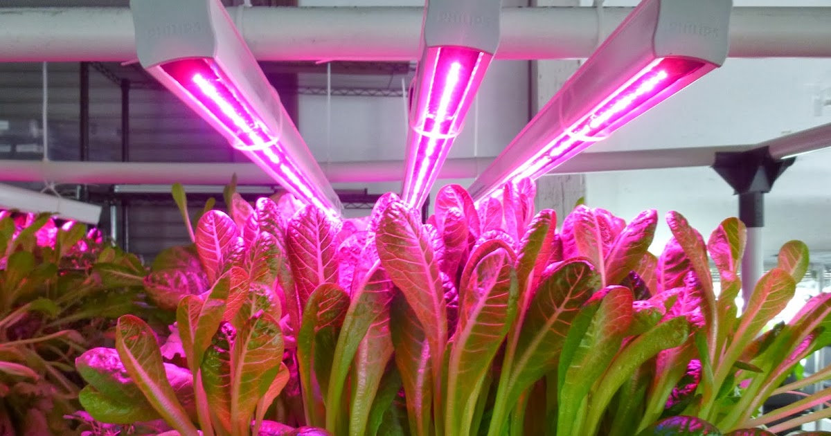 Radiant Insights, Inc.: Horticultural LED Lighting for Effective Use of ...