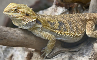 best-substrate-for-baby-bearded-dragon-safety.jpg