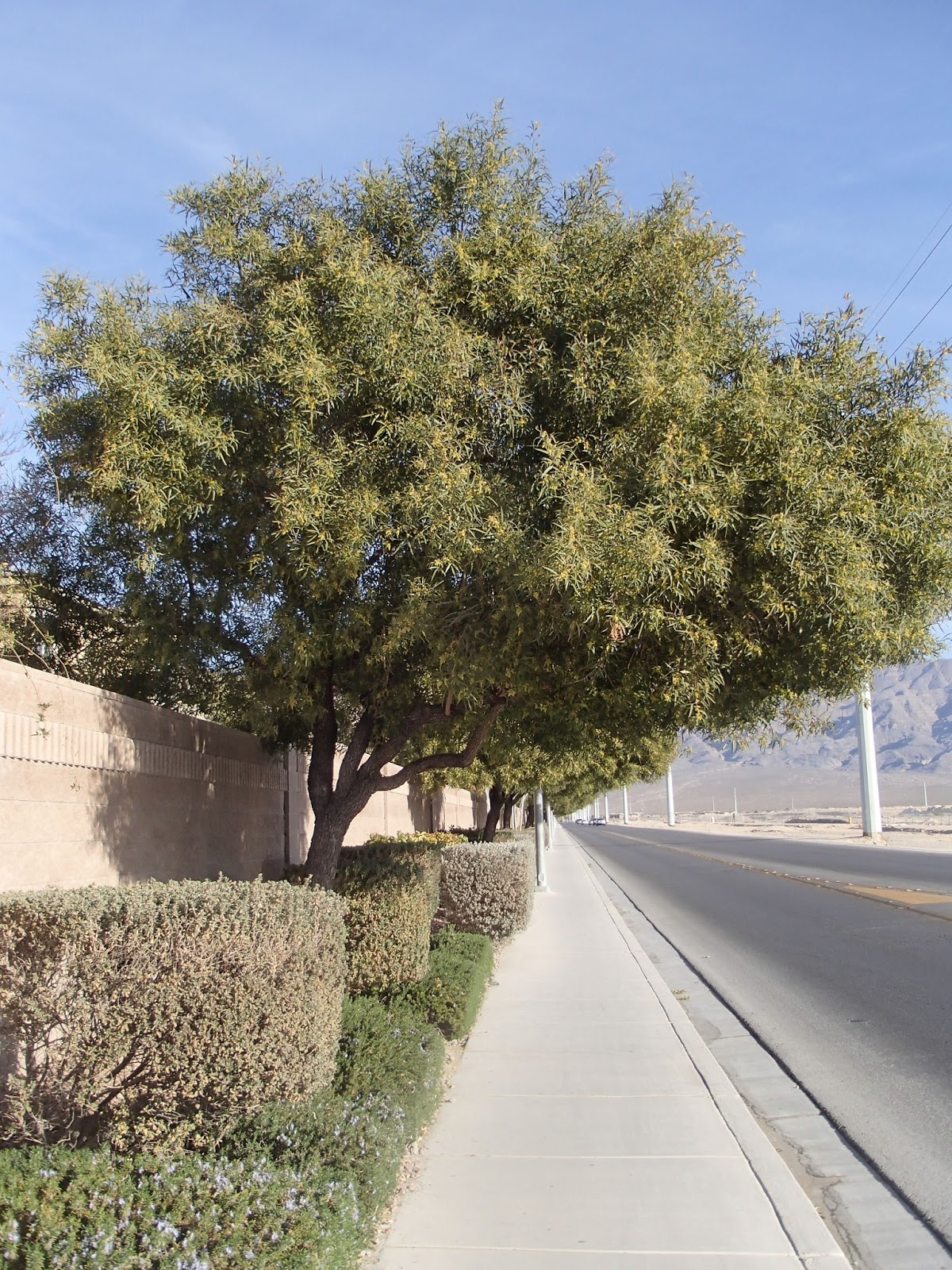 Xtremehorticulture of the Desert Problems Composting African Sumac
