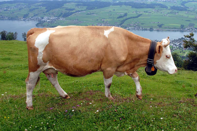 cow