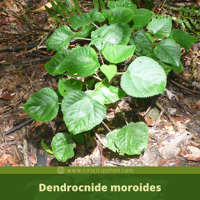 Dendrocnide moroides