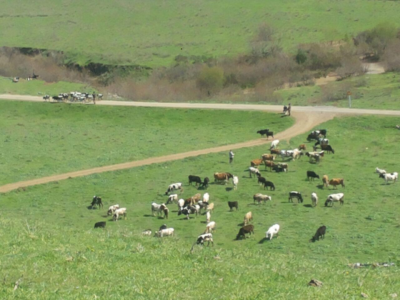 Остров санги мугань азербайджан Остров санги мугань азербайджан