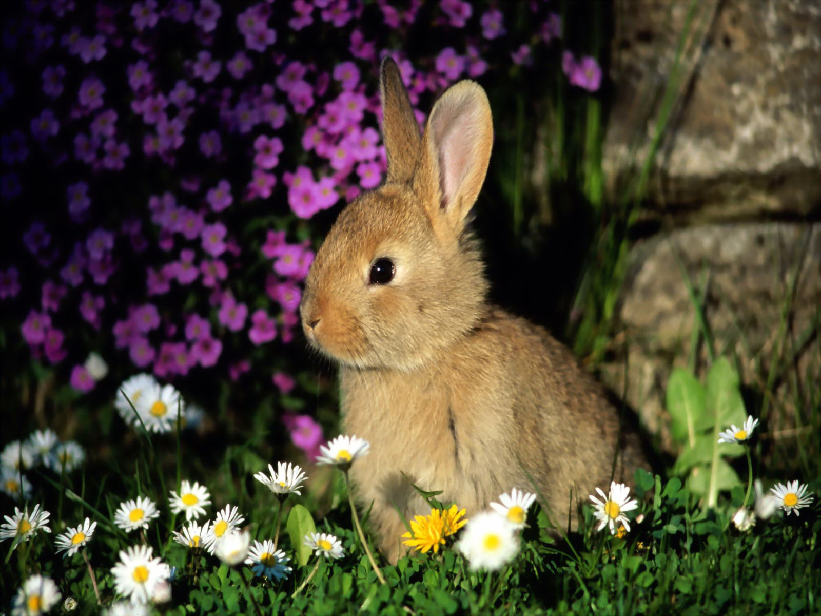 Top 33 Beautiful And Cute Rabbit Wallpapers In Hd HD Wallpapers Download Free Map Images Wallpaper [wallpaper376.blogspot.com]
