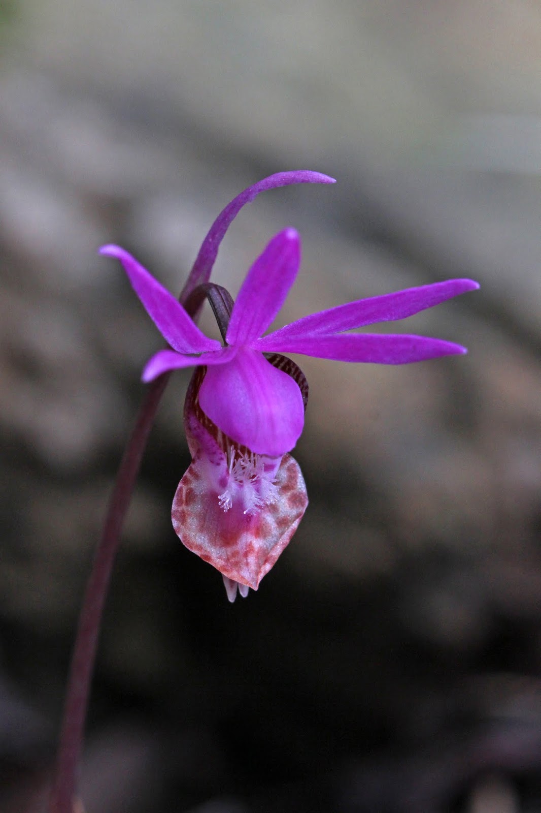Native Orchids of the Pacific Northwest and the Canadian Rockies (and