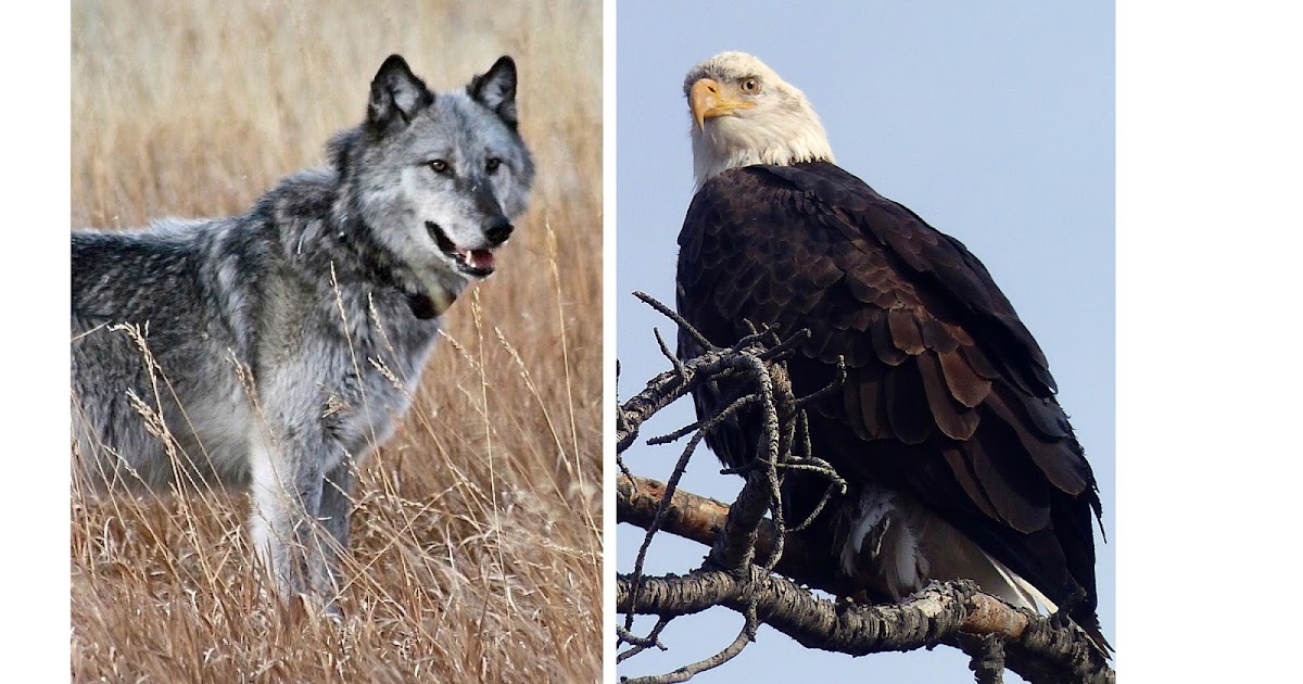 Can A Bald Eagle Kill A Dog