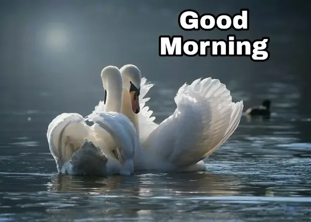 Good morning Love birds image for girlfriend