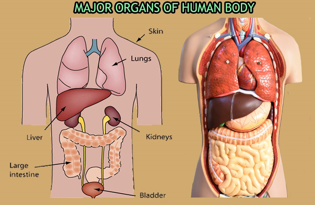 Human organs. Органы человека. Внутренние органы. Расположение органов у человека. Макет человеческих органов.