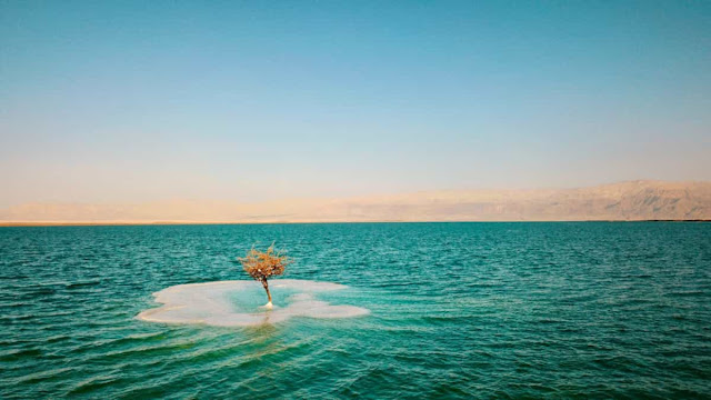 Mar Muerto, El Árbol del Mar Muerto, ¿Qué es el mar muerto?, Triste verdad detrás del árbol del mar muerto
