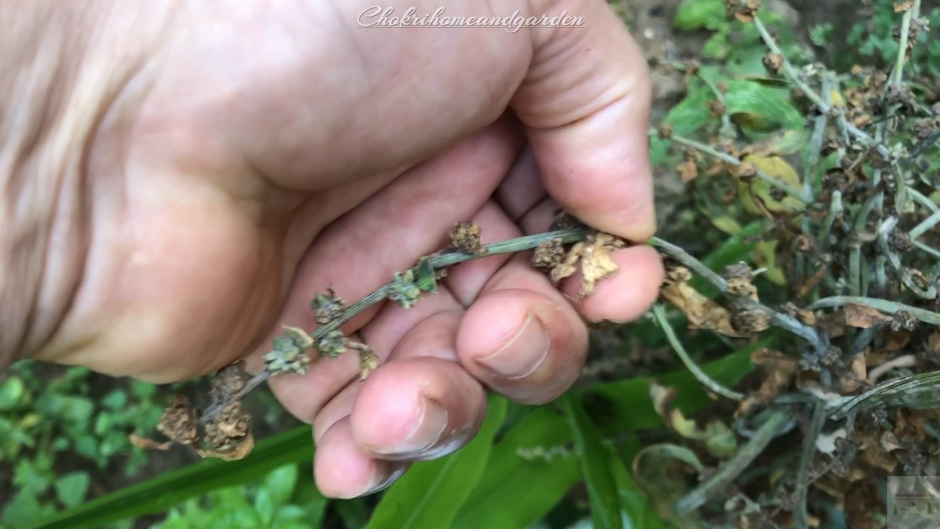 How to Collect Swiss Chard Seeds