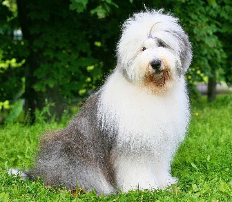 Arriba 18+ Foto raza de perro gris con blanco Actualizar Arriba 18+ Foto raza de perro gris con blanco Actualizar