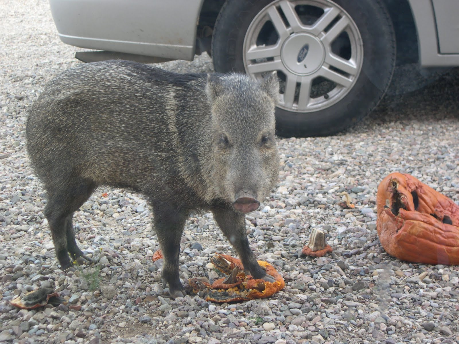 life of riles J is for.....