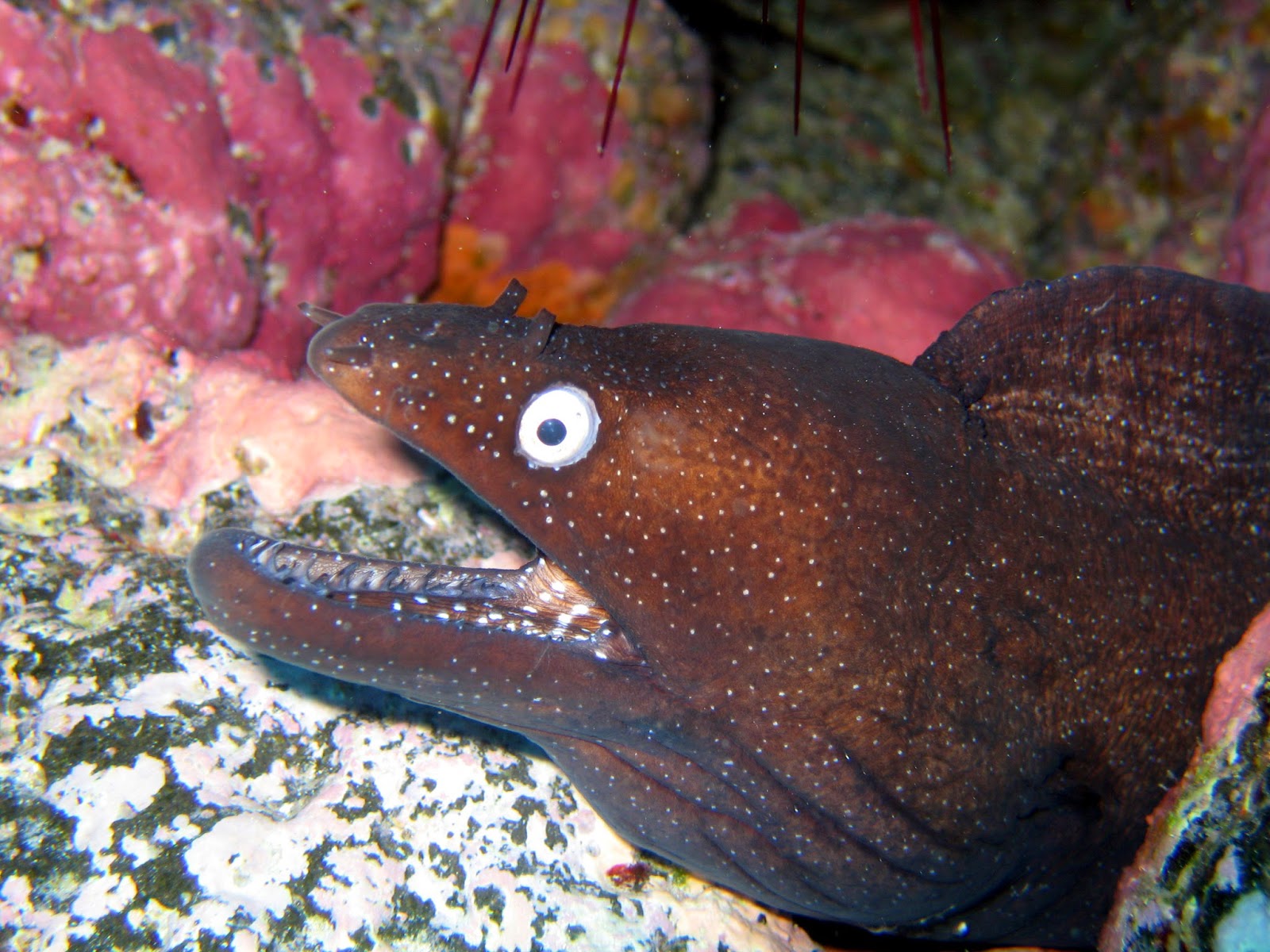 Protejamos las Maravillas del Mar: Morena: el extraño pez de las leyendas