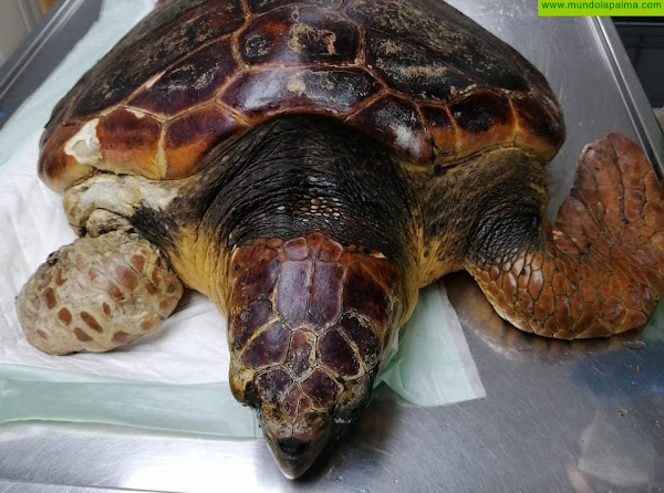 Medio Ambiente rescata una tortuga boba que se recupera en el Centro de Rehabilitación de Fauna Silvestre