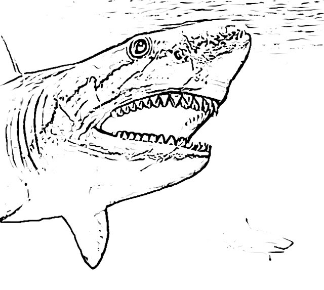 White Shark Coloring Pages