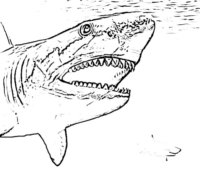 Shark coloring pages holiday.filminspector.com