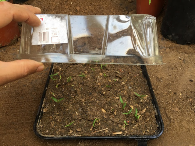 bell pepper seeds sprout in 8-21 days depending on soil temperature . Once the first seeds start to sprout you’ll want to remove the plastic dome, as this can retain too much moisture in the soil and plant environment .