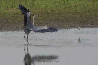 Naturfotografie Wildlifefotografie Lippeaue Graureiher Flussregenpfeifer