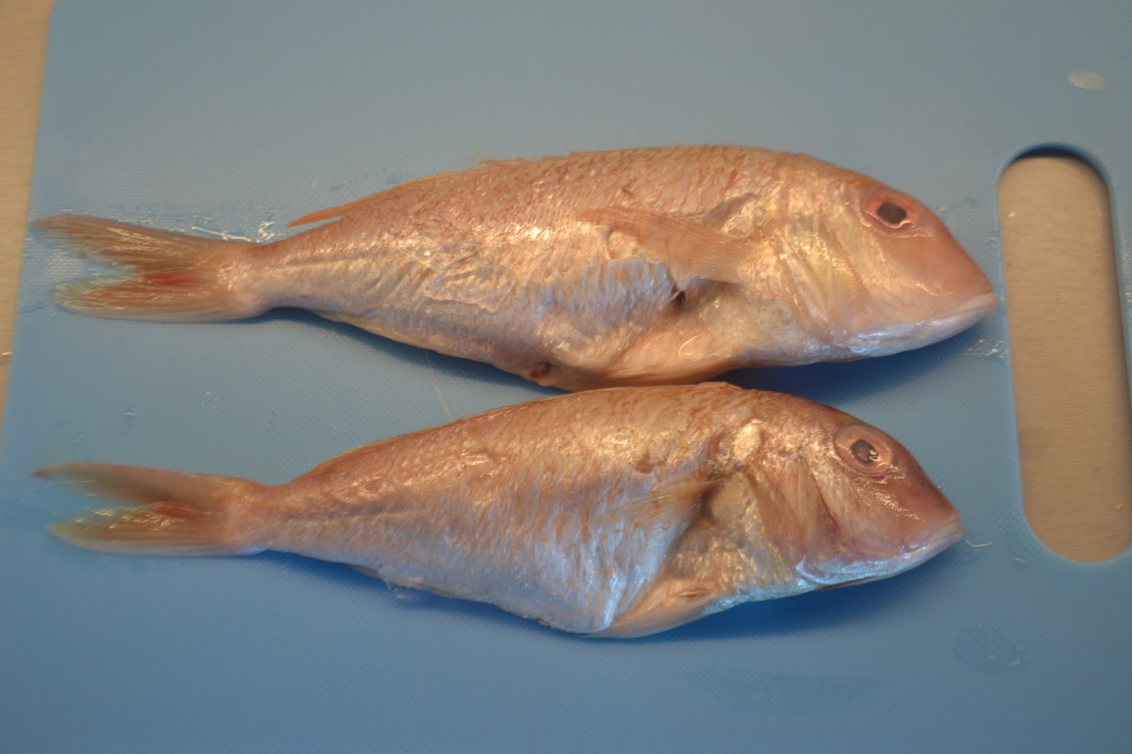 Oppdag Fisk! Japansk Brasme/Japanese Threadfin Bream