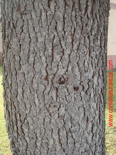 Flora urbana de Getafe: Cedro del Himalaya