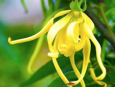  Macam  Macam  Bunga  Hias  yang Populer di Indonesia  Ayo 