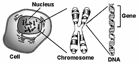 Image result for genes, chromosomes, dna