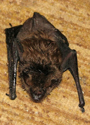 bat bats brown winter hibernation during migrate outdoors survive around grade