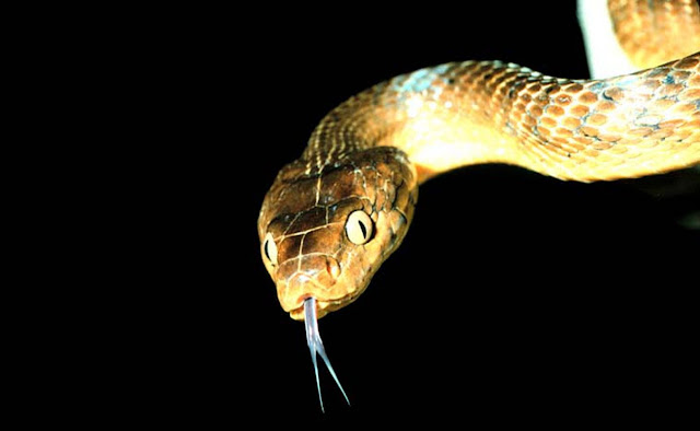 Млекопитающие змеи, Индия