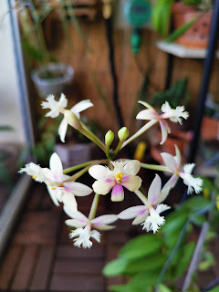 , Epidendrum ibrido Fantasy color, diarid'orchidee