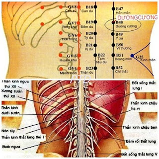 Vị trí huyệt dương cương