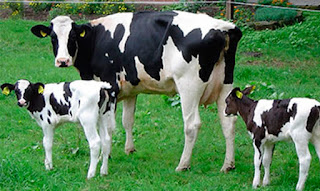 Os cuidados com a febre do leite. 5 33 00001770 1